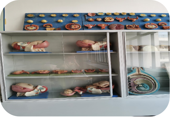 妇产科实训室设备